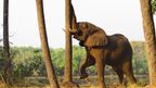 TravelWireDaily — Zambia is the world's walking safari capital