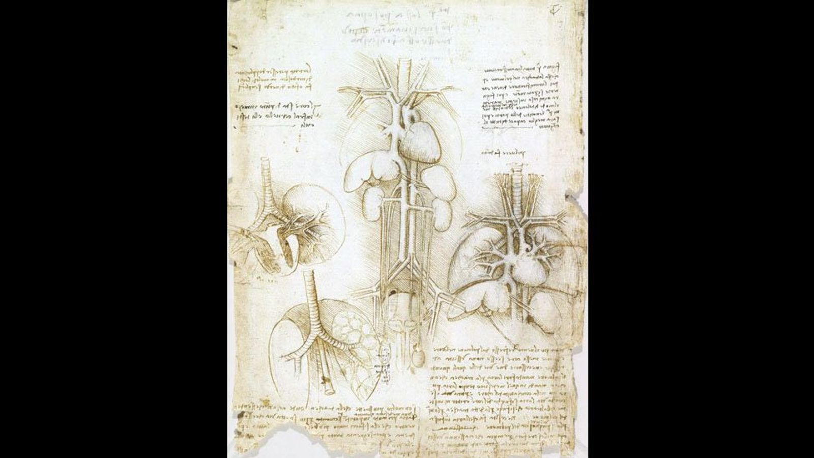 Leonardo da Vinci’s groundbreaking anatomical sketches - BBC Culture