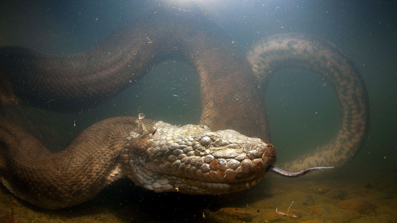 Большие змеи в воде. Река Амазонка змея Анаконда.