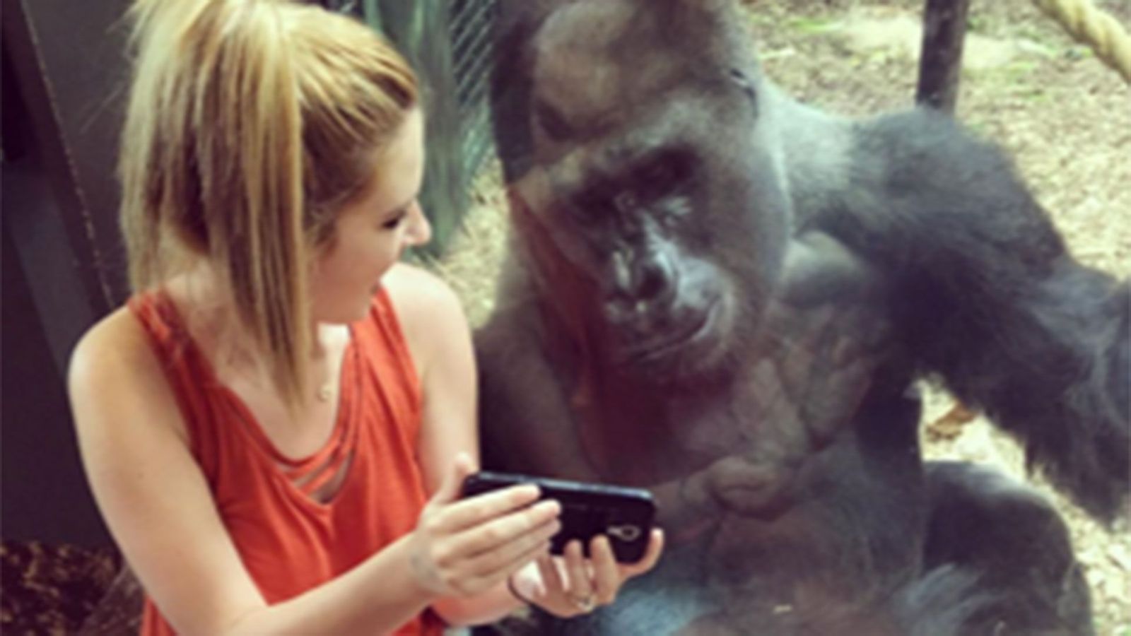 The gorilla that loves to look at smartphones BBC Culture