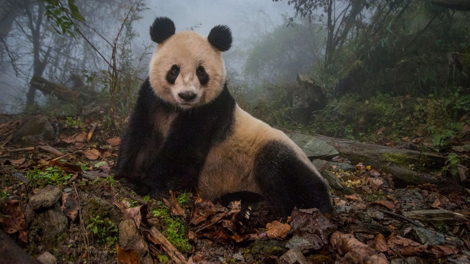 The photographers changing the way we see animals BBC Culture