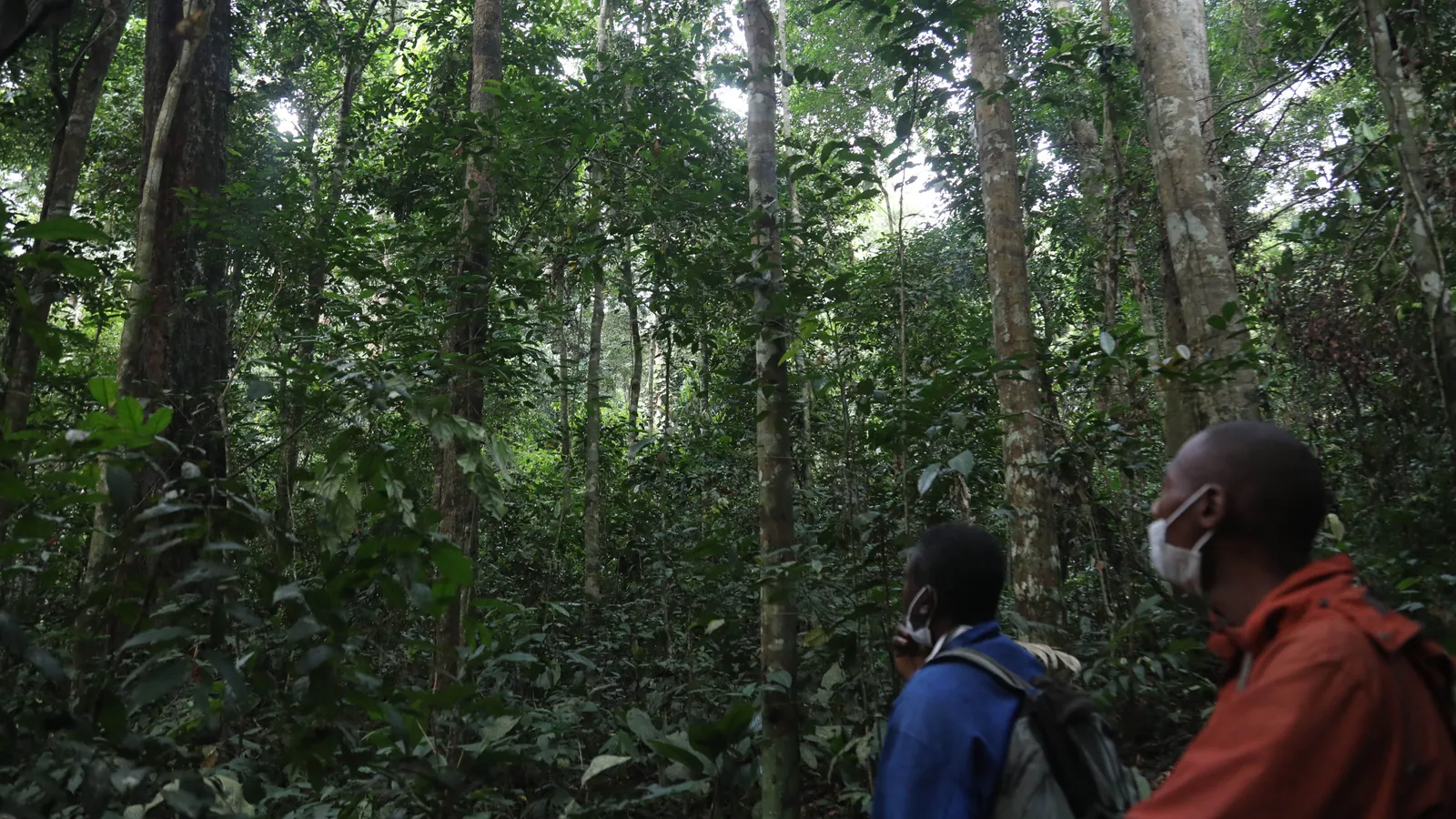 Though there is evidence the concessions lead to sustainable management of the forest, the process for a community to acquire one is complex and expensive (Credit: Peter Yeung)