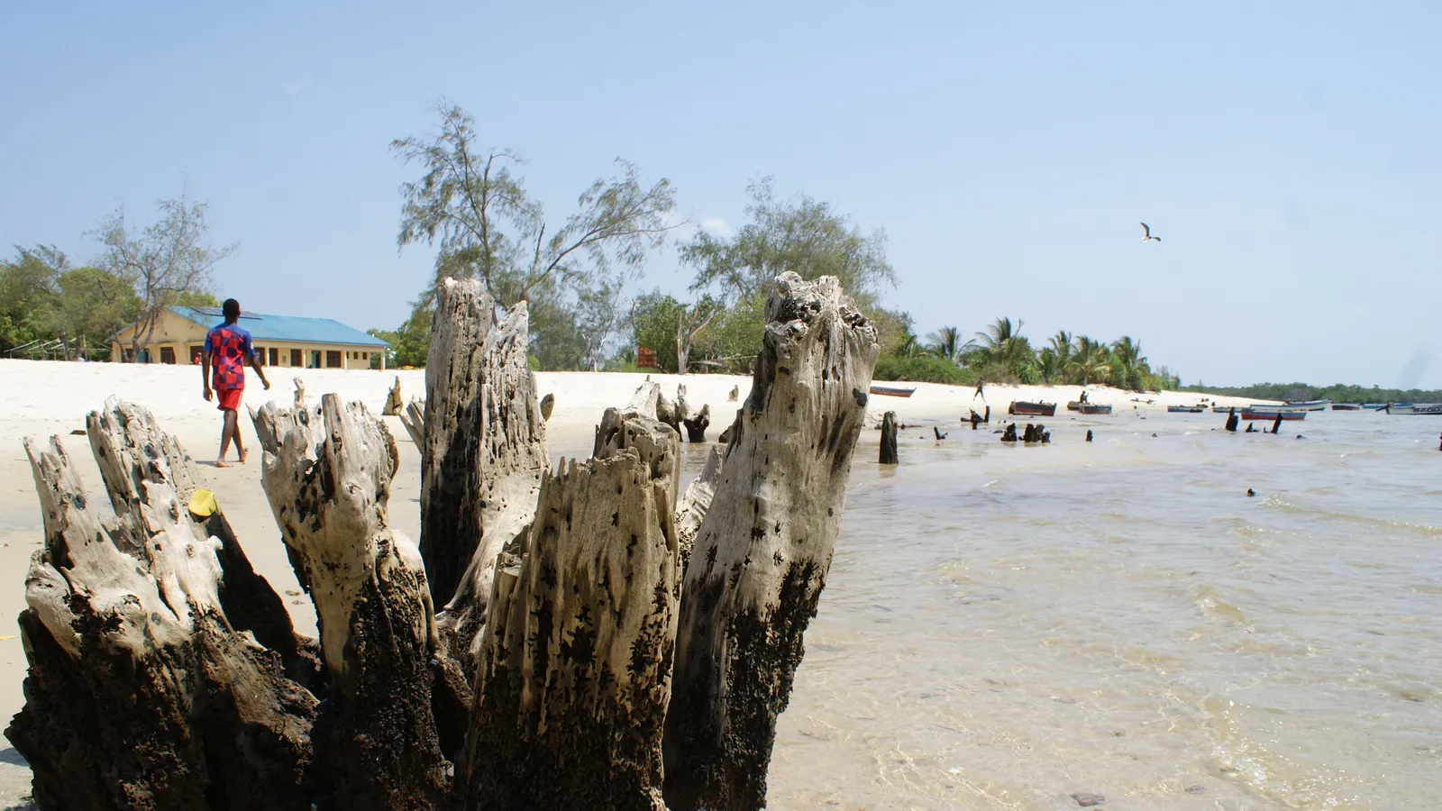 mangrove protection