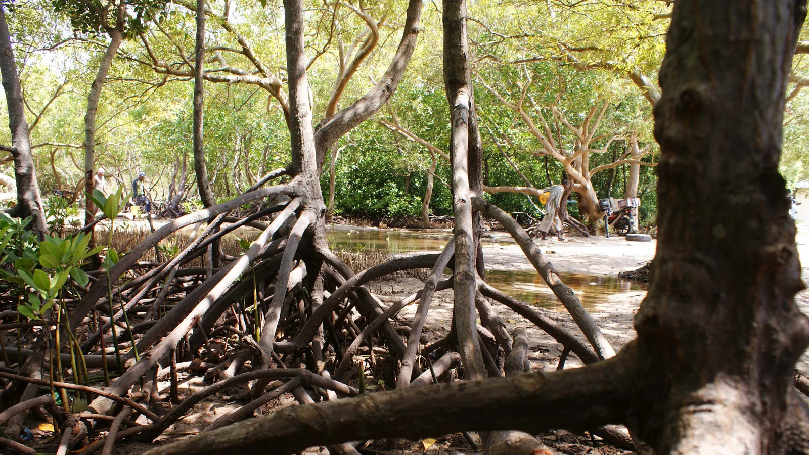 mangrove protection