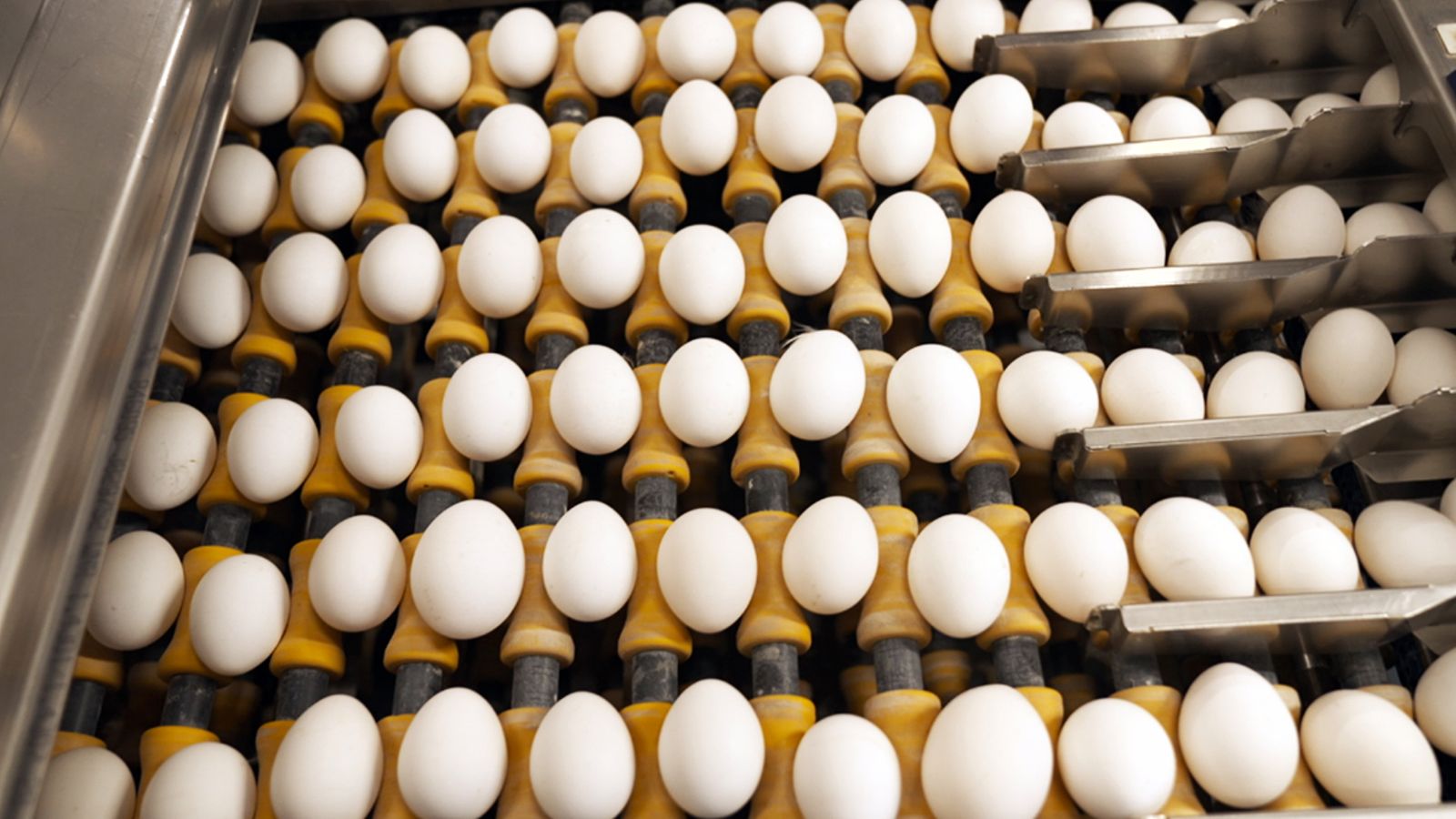 Eggs on rollers in a packing factory (Credit: BBC)