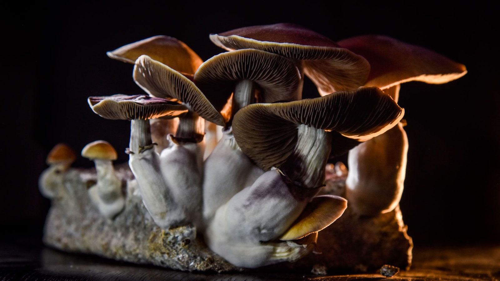 A mushroom (Credit: Getty Images)