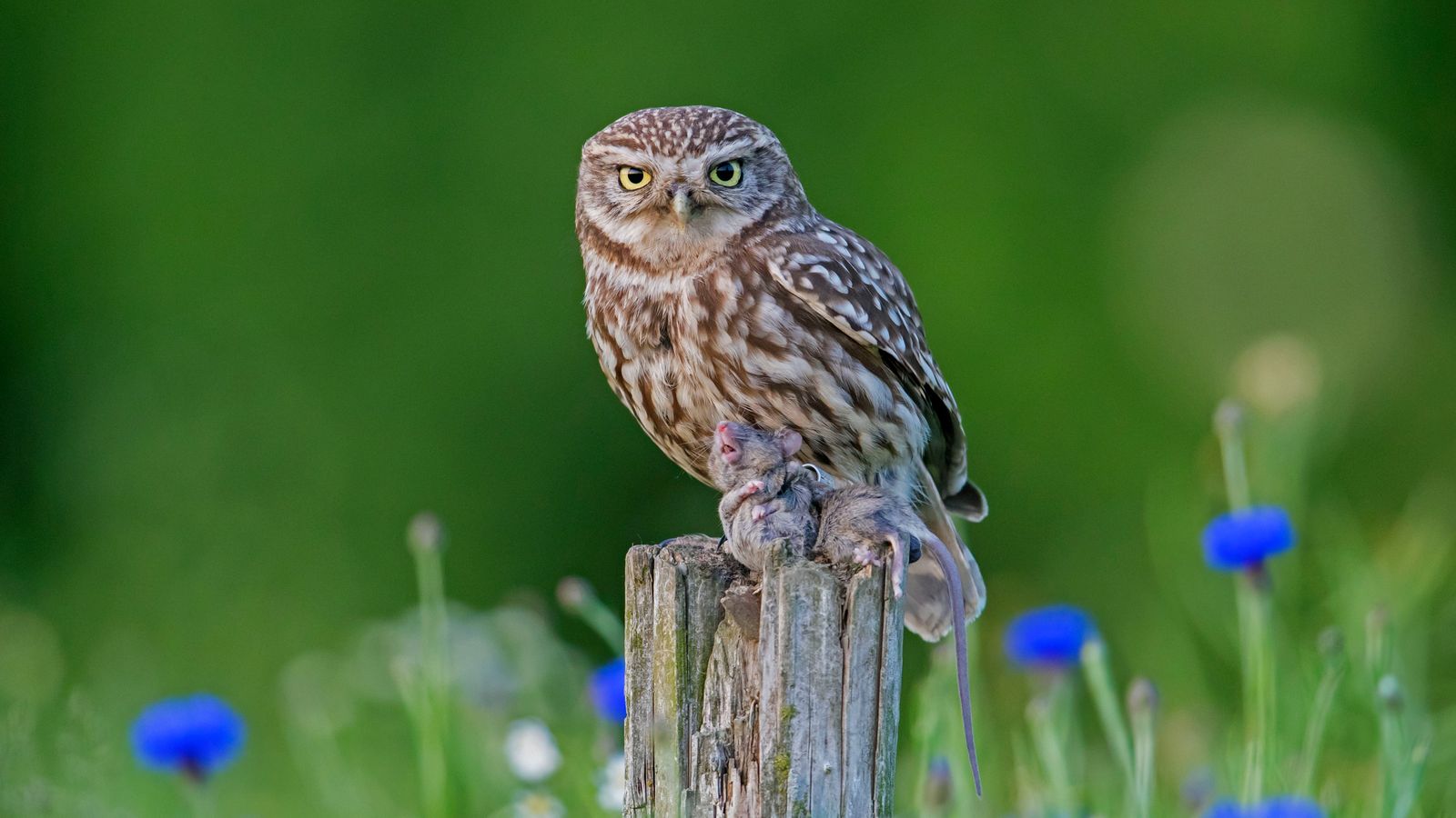 DNA from animals such as little owls was found on the air pollution filters in the UK (Credit: Sven-Erik Arndt / Getty Images)