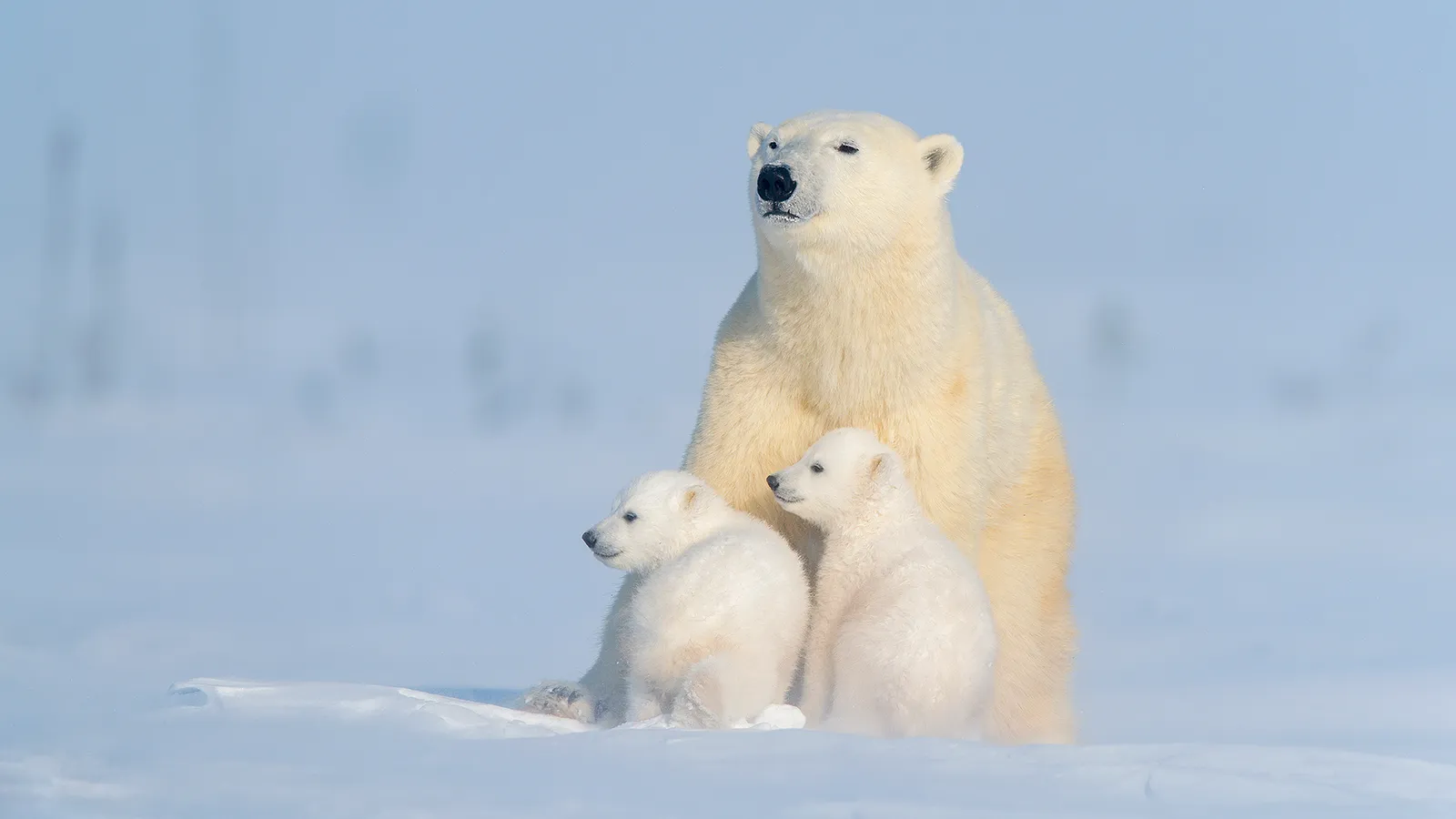 Why polar bears are no longer the poster image of climate change