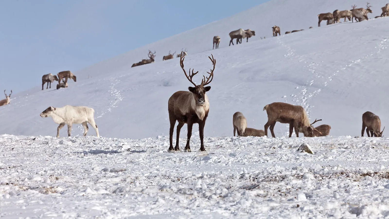 Fevered Planet: How a shifting climate is catalysing infectious disease