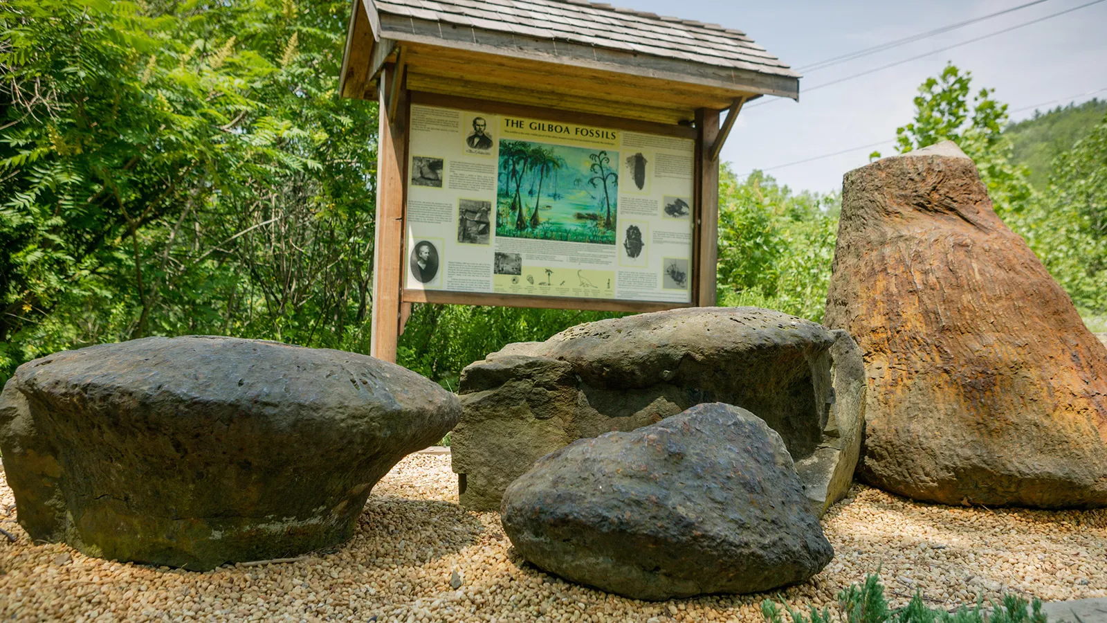 The surprising US region that's home to the world's oldest forests