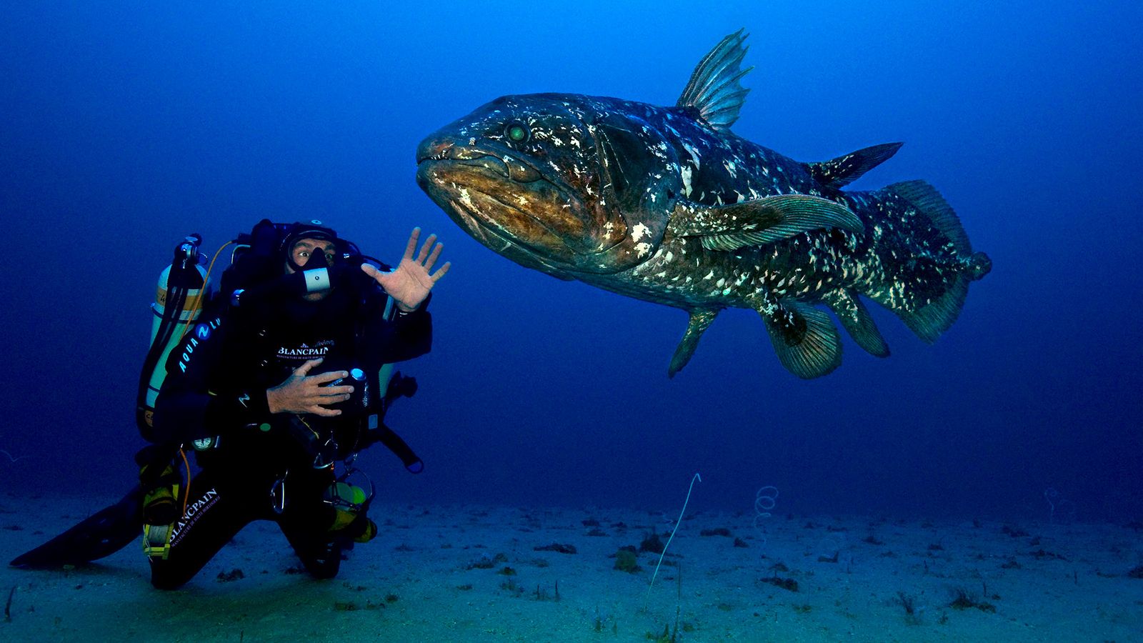 In 2010, Laurent Ballesta took the first photograph of a living coelacanth alongside diver, Cédric Gentil (Credit: Laurent Ballesta/Andromede Oceanologie)