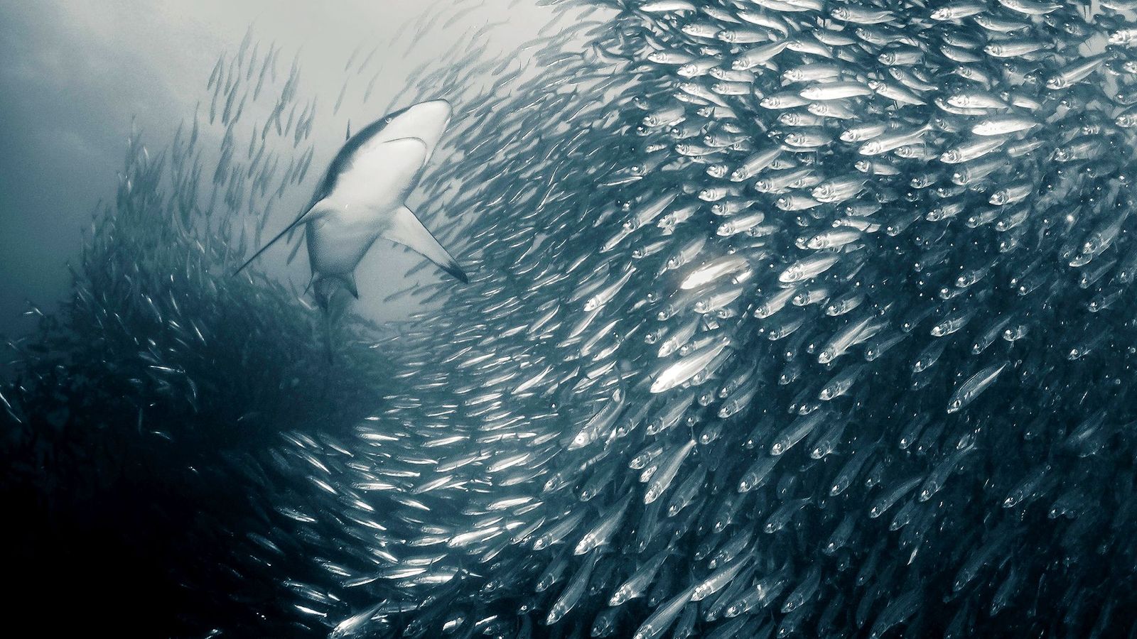 A bronze whaler shark feeds on sardines during the annual sardine run off the east coast of South Africa (Credit: Alamy)