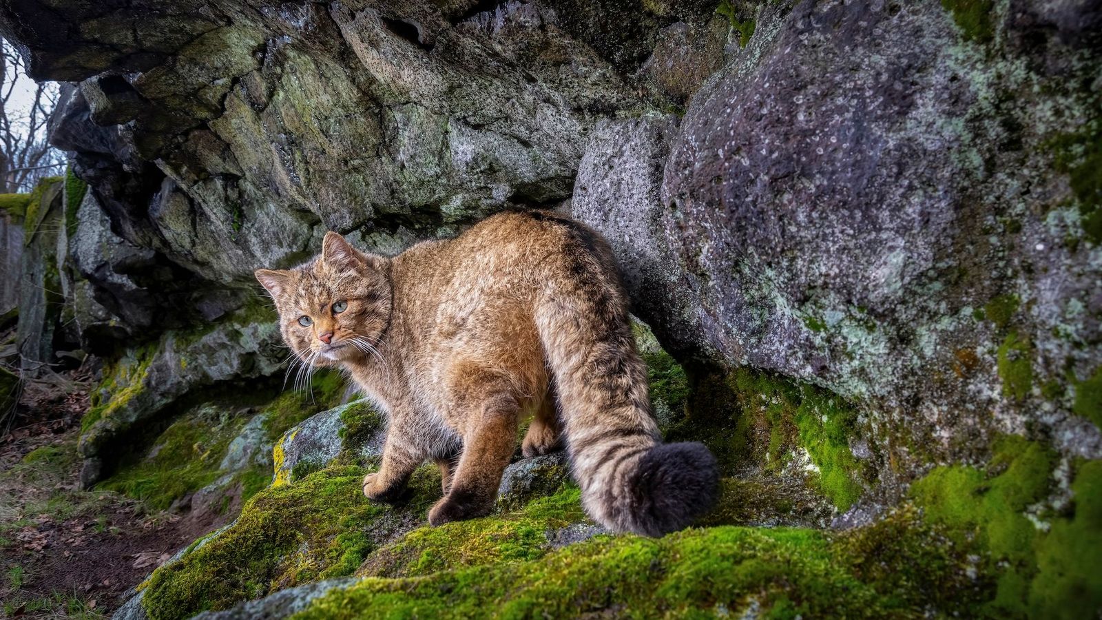 A rare wildcat photographed in the Doupov mountains in the Czech Republic (Credit: Vladimír Čech Jr)