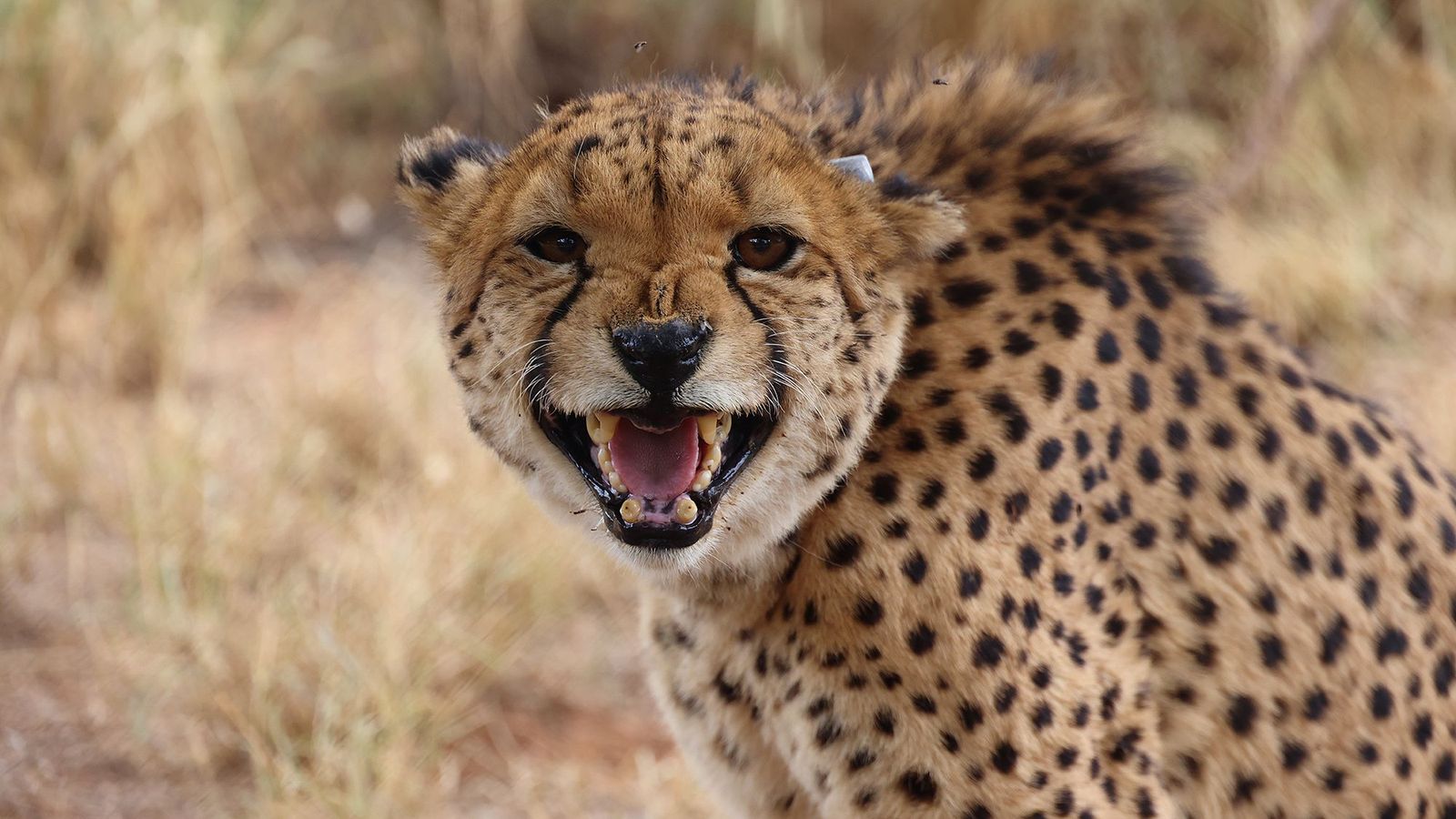 A new wildlife tracking satellite aims to combat poaching in Africa (Credit: Sergio Izquierdo)
