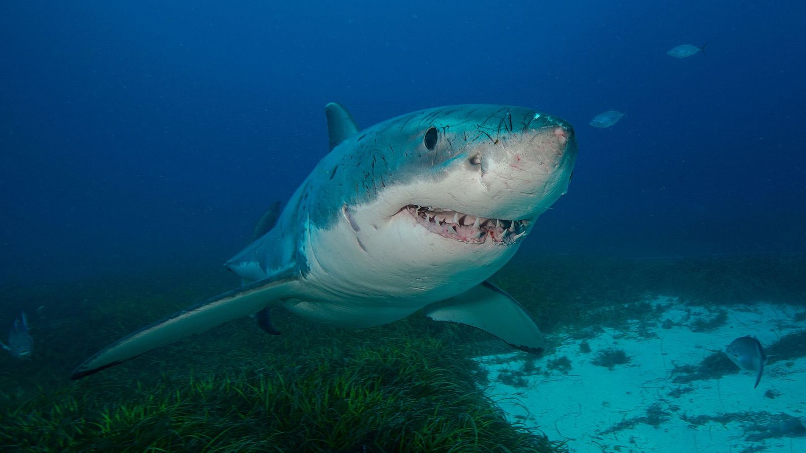 Usually thought of as solitary animals, great white sharks may, in fact, have best friends (Credit: Jayne Jenkins/ Ocean Image Bank)
