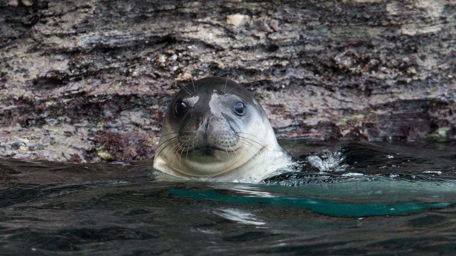 (Credit: Christos Papadas/ WWF Greece)