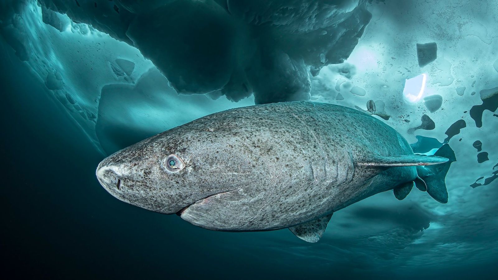 (Credit: Lars von Ritter Zahony/ Ocean Image Bank)