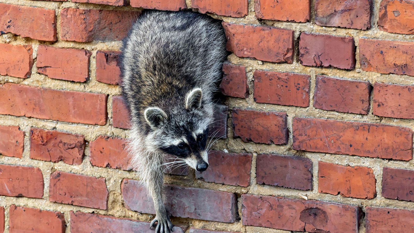 (Credit: Alamy)