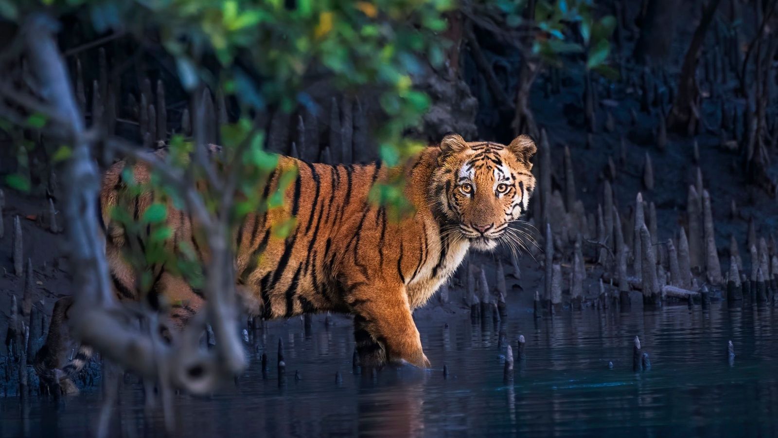 (Credit: Avijit Ghorai/ Mangrove Photography Awards)