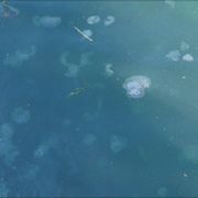 Jellyfish force reactor shutdown thumbnail