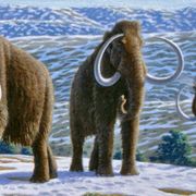 Will we ever clone a mammoth? thumbnail