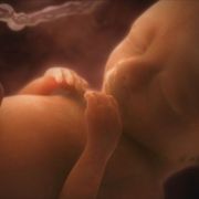 Conception to birth: Visualised thumbnail