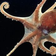 Military tactics from the octopus thumbnail