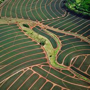 Nanoparticle 'risk' to food crops thumbnail