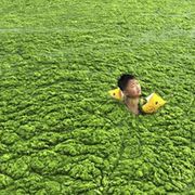 Algae fuel firms moment of truth thumbnail