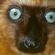 Lemurs sliding towards extinction thumbnail