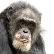 Brain shrinking in humans thumbnail