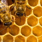 Collaboration lessons from bees thumbnail