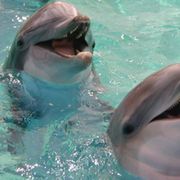 Decoding the language of dolphins thumbnail