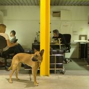 In this office, dogs and scooters thumbnail