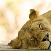 Do all animals need sleep? thumbnail