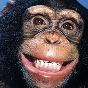 Can this sneaky chimp read minds? thumbnail