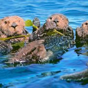 Sea otters: Our ocean protectors thumbnail
