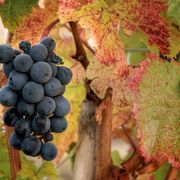 How to buy a vineyard thumbnail