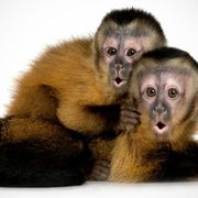 Why do animals adopt? thumbnail