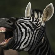 How did zebras get their stripes? thumbnail