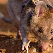 Giant rats that can sniff out TB thumbnail