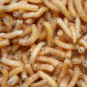 Are maggots the future of food? thumbnail