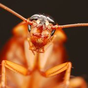 The bug we’re programmed to fear thumbnail