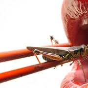 Time to put insects on the menu? thumbnail