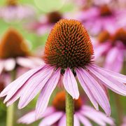 Does echinacea prevent colds? thumbnail