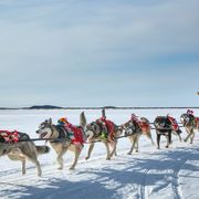 An ice road mapped by dog sled thumbnail