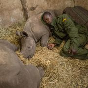 A new way to save Africa’s big beasts? thumbnail