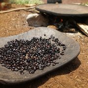 The birthplace of the coffee bean? thumbnail