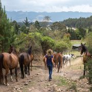 Colombia’s indomitable horse whisperer thumbnail