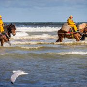 Where horses plough the sea for food thumbnail
